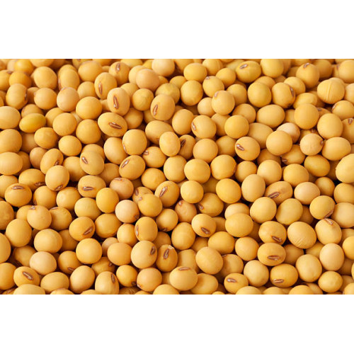 SoyaBean Sabut 500Gram