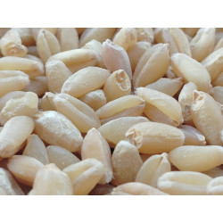 MP Sihori Wheat