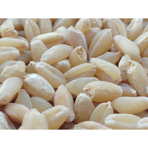 MP Sihori Wheat